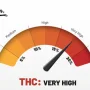 Cannabis seeds Desfrán® from Dutch Passion